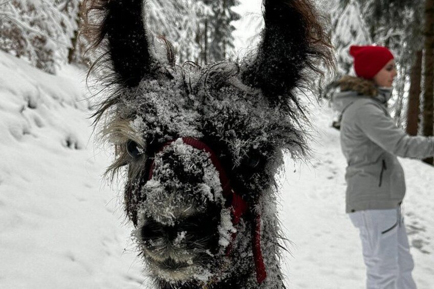 Llama hike through the wonderful Liechtenstein mountains 2