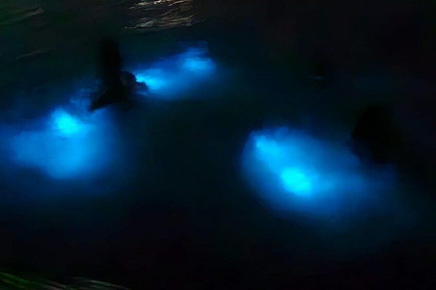 Luminous Lagoon Night Tour and Swim/Fire Dance from Montego Bay 1
