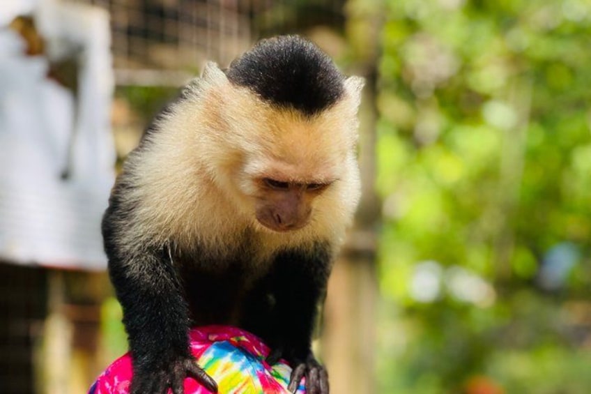 Roatan Monkeys & Sloths + Chocolate & Rum Tasting + Beach Break 2