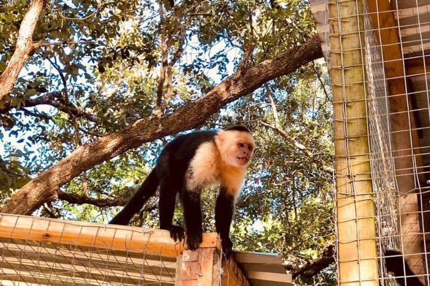 Roatan Monkeys & Sloths + Chocolate & Rum Tasting + Beach Break 3