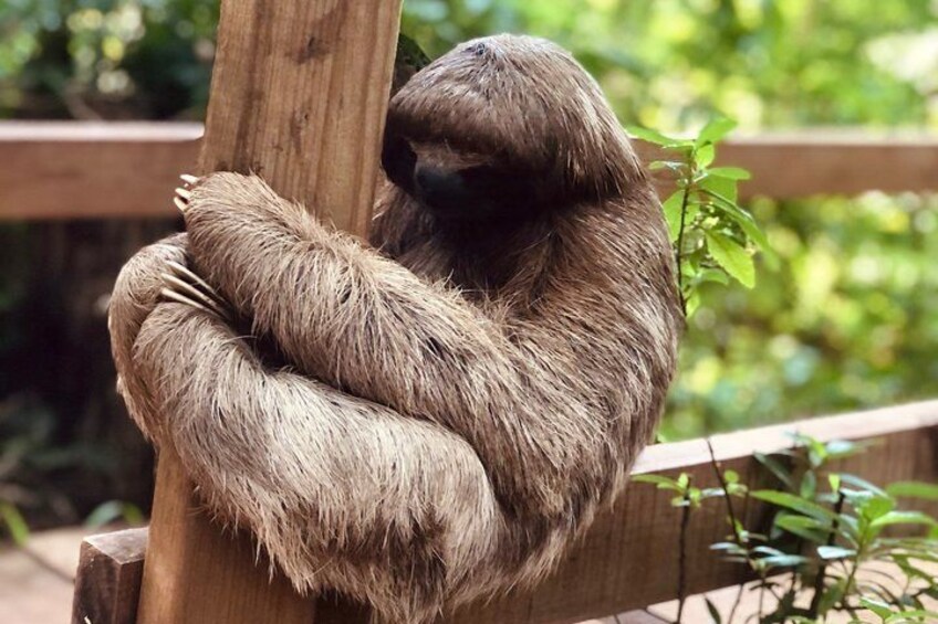 Roatan Monkeys & Sloths + Chocolate & Rum Tasting + Beach Break 5