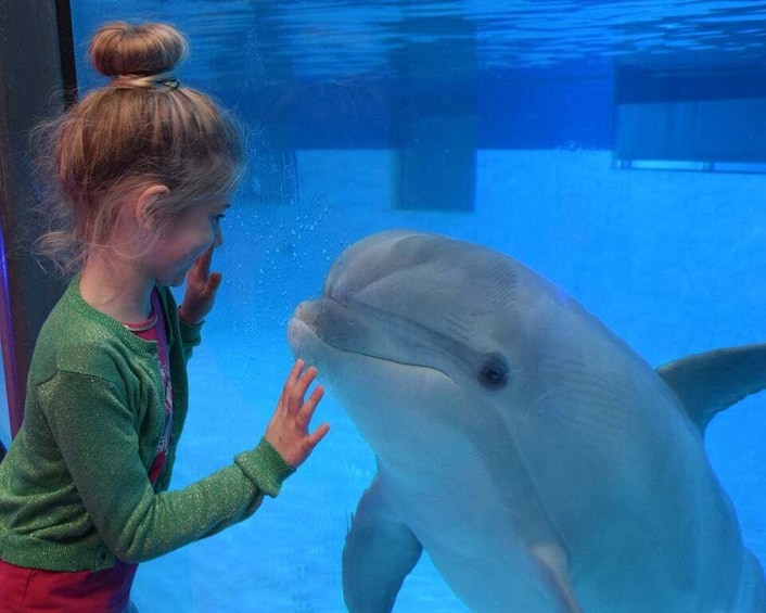 Una persona che interagisce con un delfino in un acquario. 1