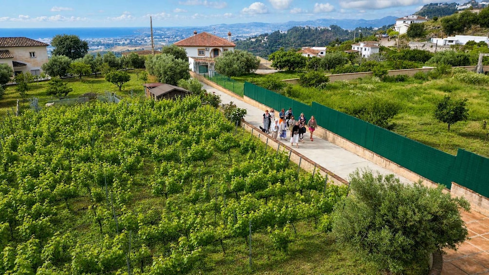 Picture 5 for Activity Malaga: Organic Vineyard Tour with 6 Wines, Tapas & Transfer 3