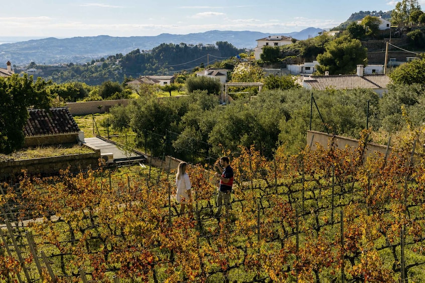 Picture 5 for Activity Malaga: Organic Winery Tour with 6 Wines, Tapas & Transfer 4
