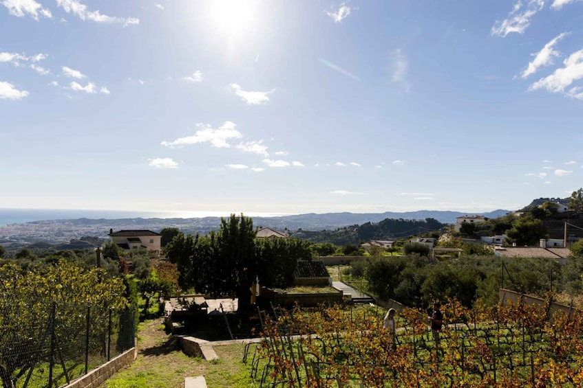 Picture 11 for Activity Malaga: Organic Vineyard Tour with 6 Wines, Tapas & Transfer 4