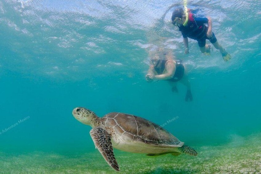 Swim with turtles 3