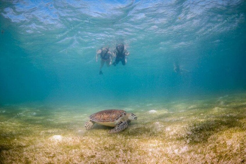 Swim with turtles 4