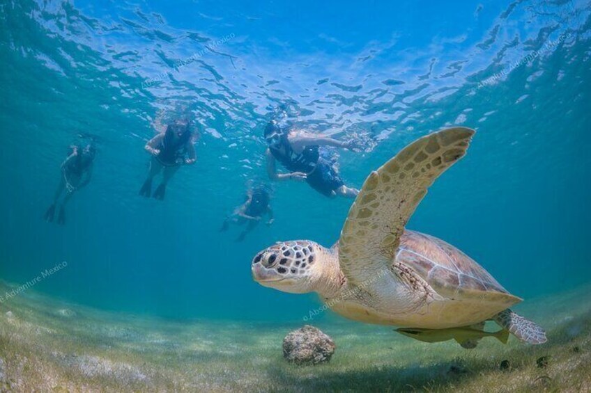 Swim with turtles