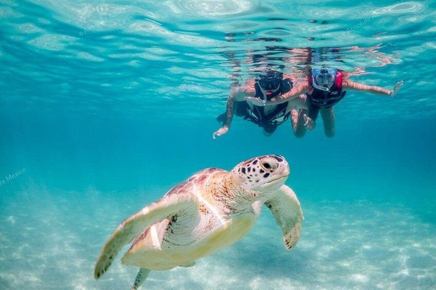 Swim with turtles 1