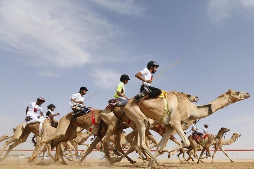 A camel race with riders on camels. 4