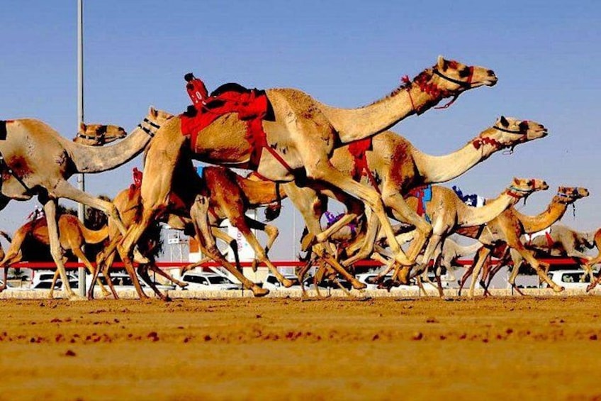 A group of camels running on a sandy surface with a clear sky in the background. 3