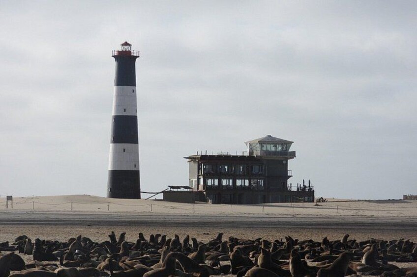 Seal Kayaking at Pelican Point from Swakopmund 3