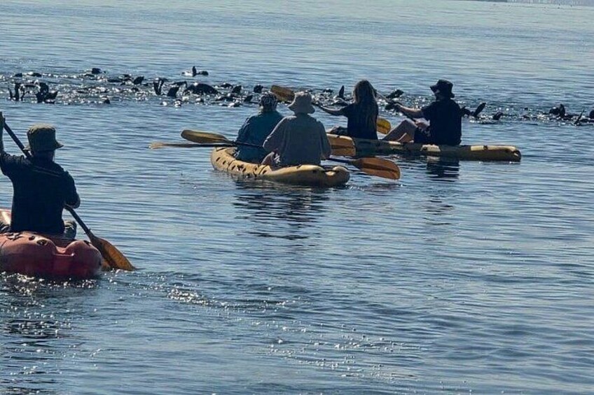 Seal Kayaking at Pelican Point from Swakopmund 5
