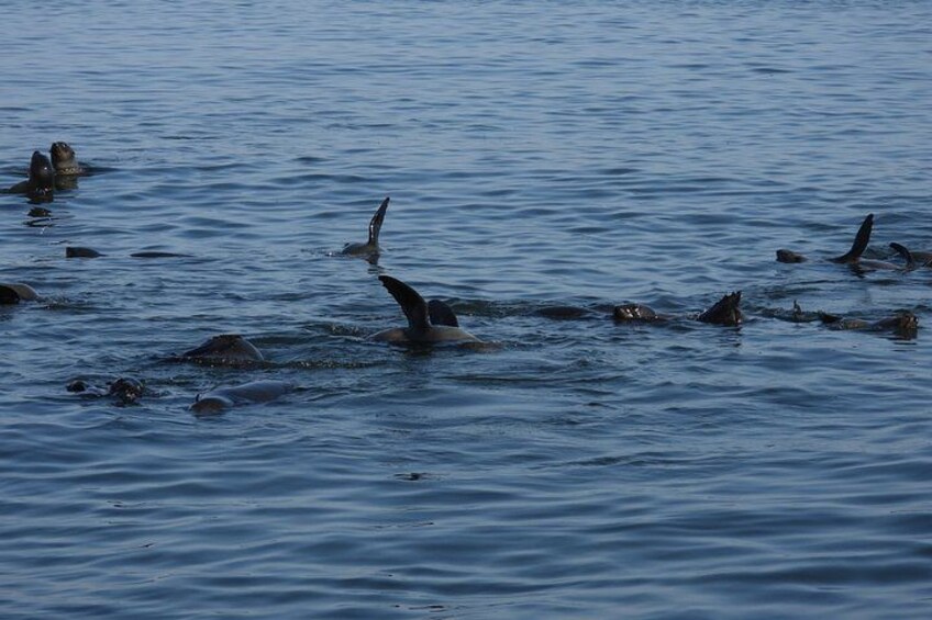 Seal Kayaking at Pelican Point from Swakopmund 5