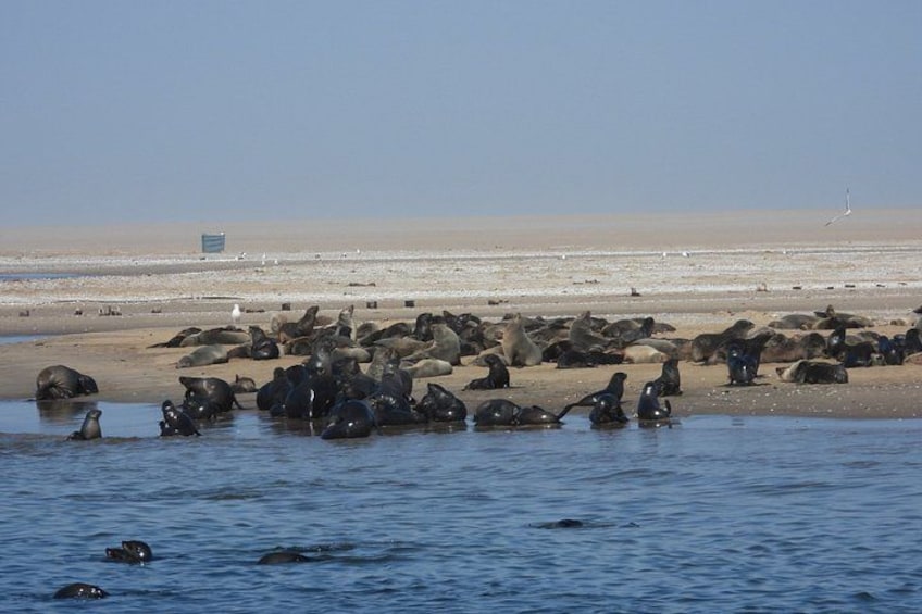 Seal Kayaking at Pelican Point from Swakopmund 3