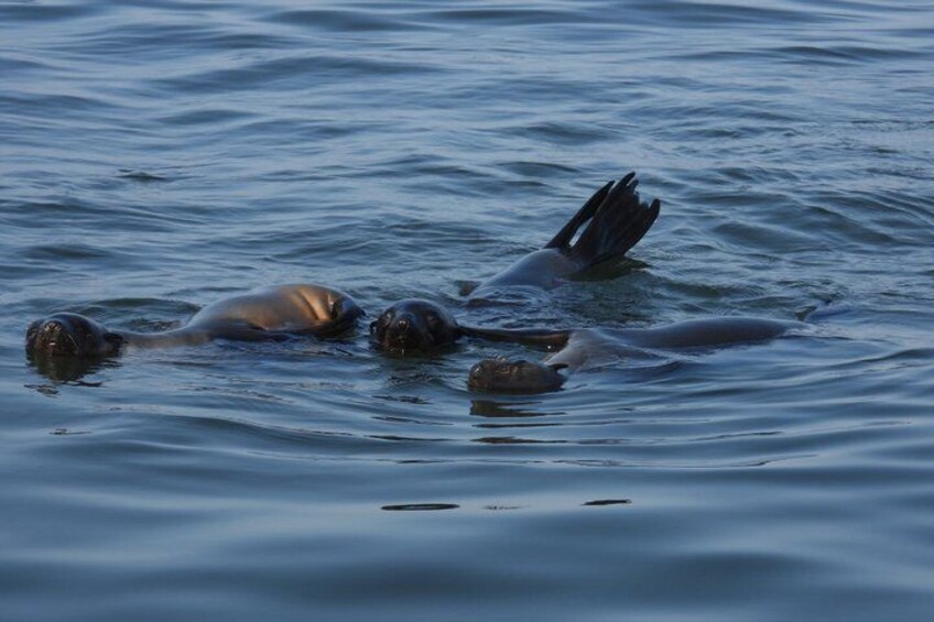 Seal Kayaking at Pelican Point from Swakopmund 4