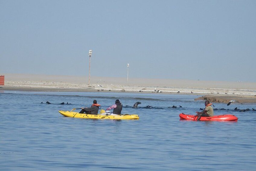 Seal Kayaking at Pelican Point from Swakopmund 3