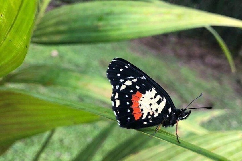 City tour express, Butterfly, tequila, river and beach (free kids) 2