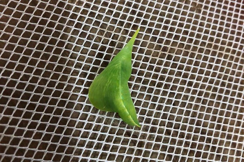 A green leaf on a metal mesh surface. 3