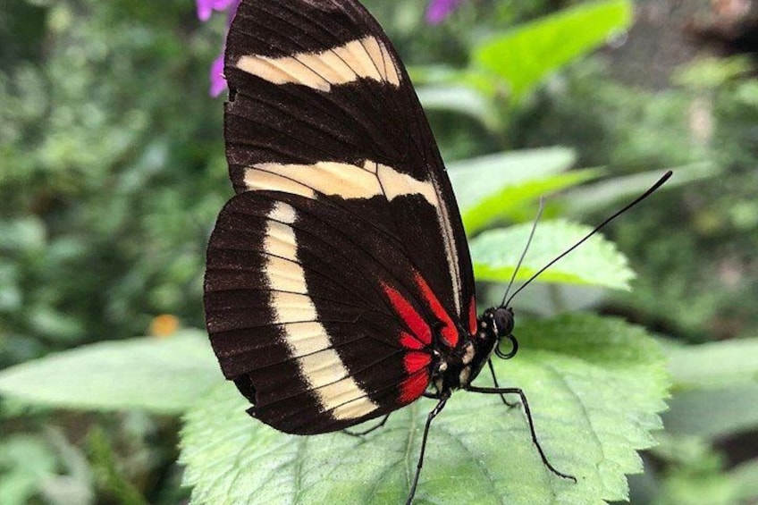 A butterfly with black wings and red spots on a green leaf. 2