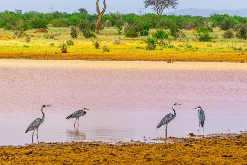 Tsavo East Day Safari from Mombasa and Diani 2