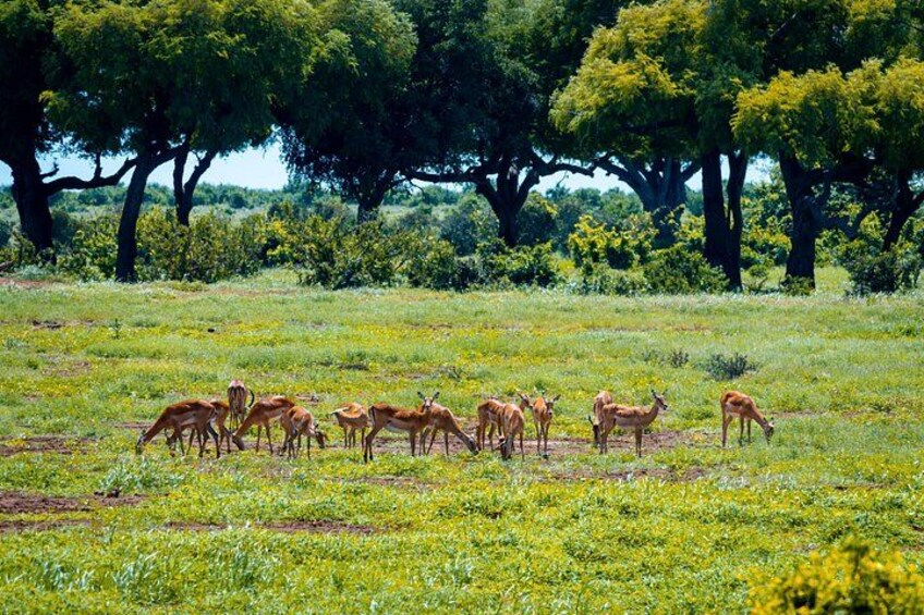Tsavo East Day Safari from Mombasa and Diani 4