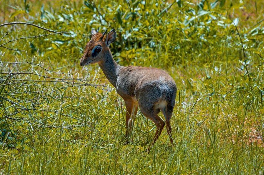 Tsavo East Day Safari from Mombasa and Diani 3
