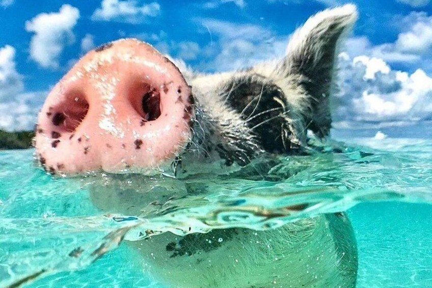 3 Islands Tour, Swim with Pigs, Turtles, Snorkelling & lunch 1