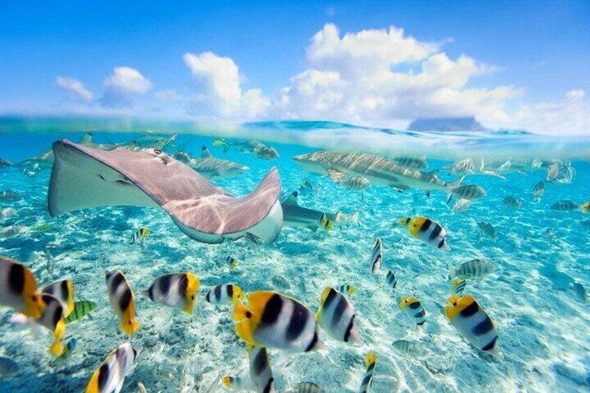 A clear blue ocean with a stingray and various tropical fish. 2