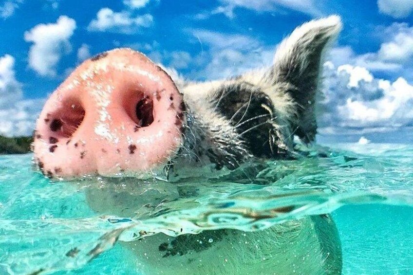 A dog swimming in clear blue water with a visible nose and part of its body. 4
