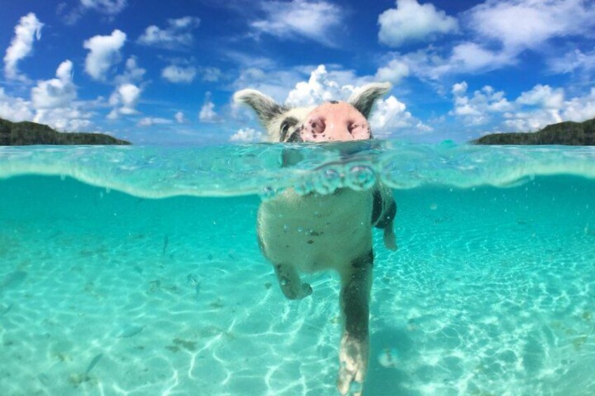 3 Islands Tour, Swim with Pigs, Turtles, Snorkelling & lunch 2