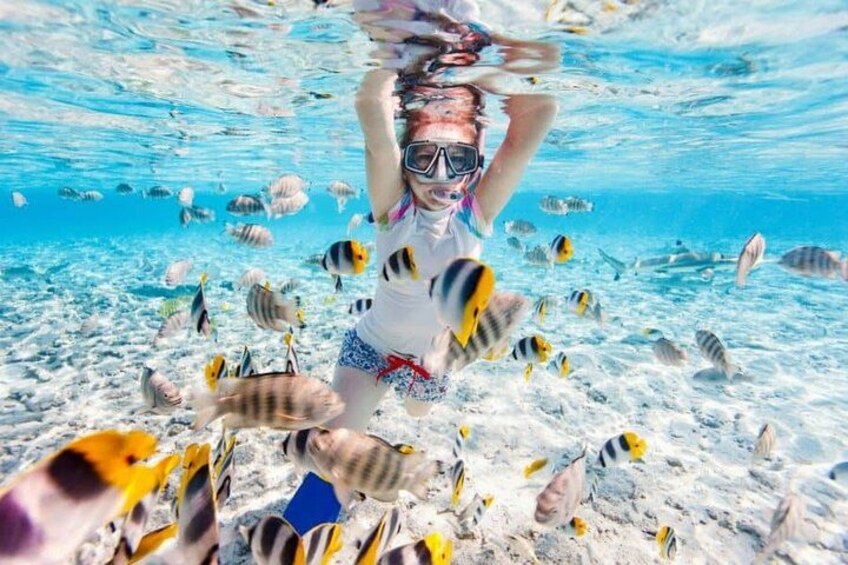 3 Islands Tour, Swim with Pigs, Turtles, Snorkelling & lunch 3