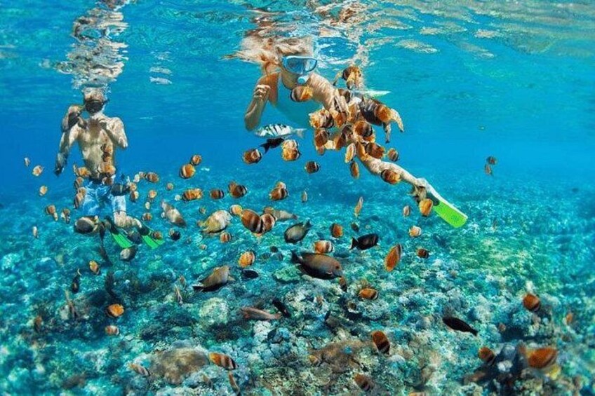 A person snorkeling with a green paddle, surrounded by various fish and coral reefs. 4
