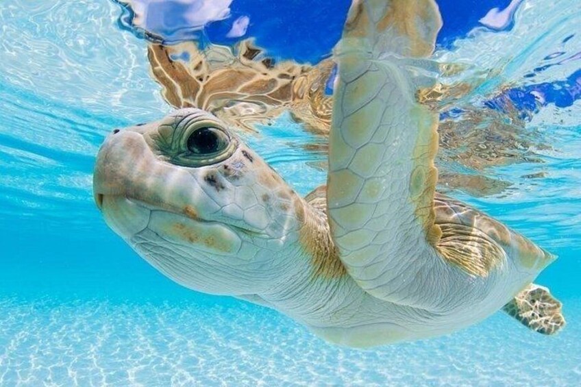 3 Islands Tour, Swim with Pigs, Turtles, Snorkelling & lunch 2