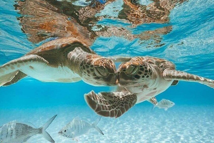 3 Islands Tour, Swim with Pigs, Turtles, Snorkelling & lunch 2