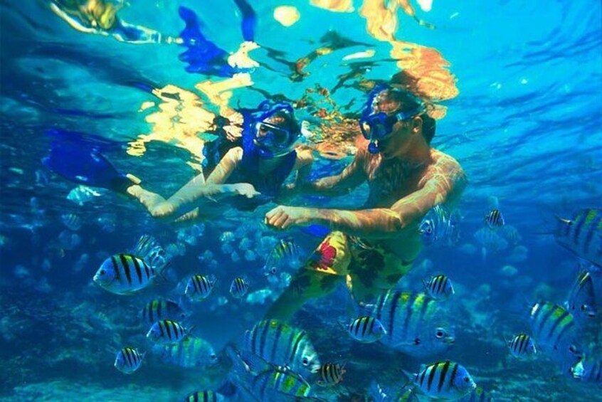 3 Islands Tour, Swim with Pigs, Turtles, Snorkelling & lunch 2