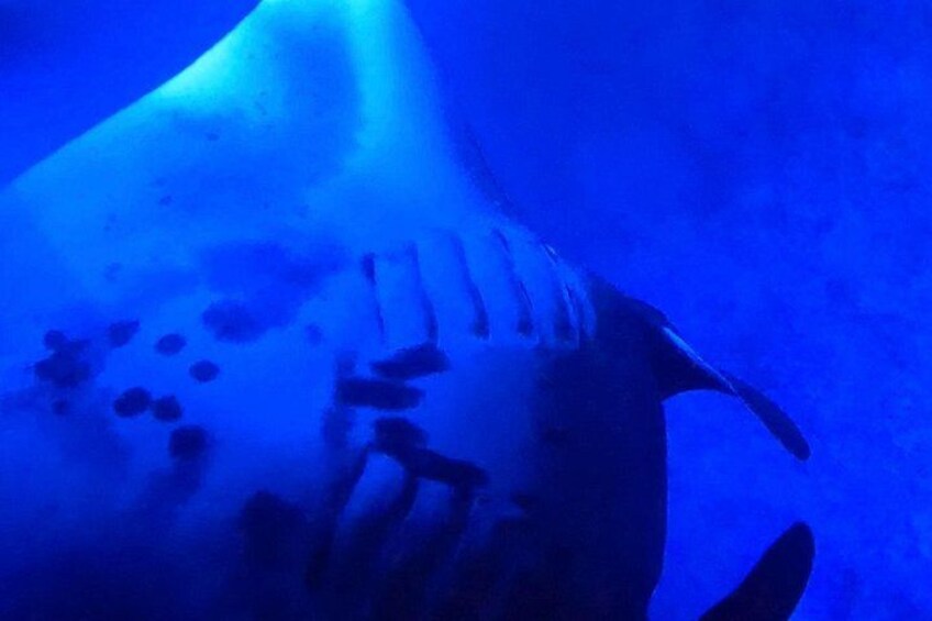 Big Island: Manta Ray Night Snorkeling Adventure in Kailua-Kona 2