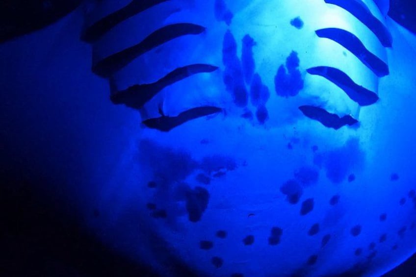 Big Island: Manta Ray Night Snorkeling Adventure in Kailua-Kona 2
