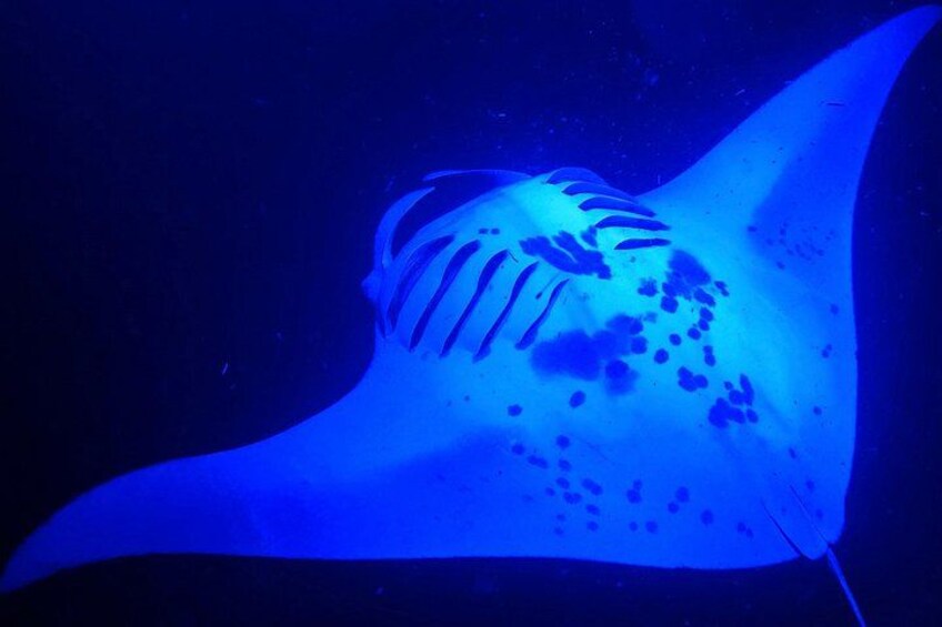 Big Island: Manta Ray Night Snorkeling Adventure in Kailua-Kona 4