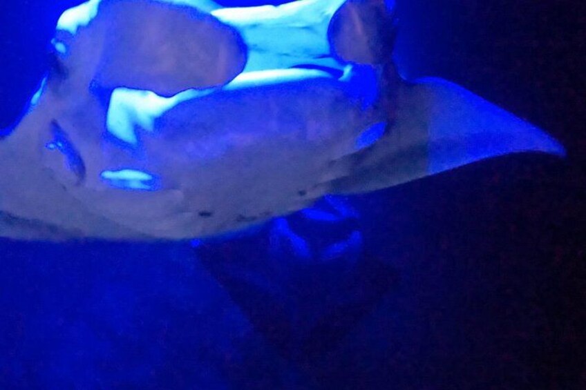 Big Island: Manta Ray Night Snorkeling Adventure in Kailua-Kona 2