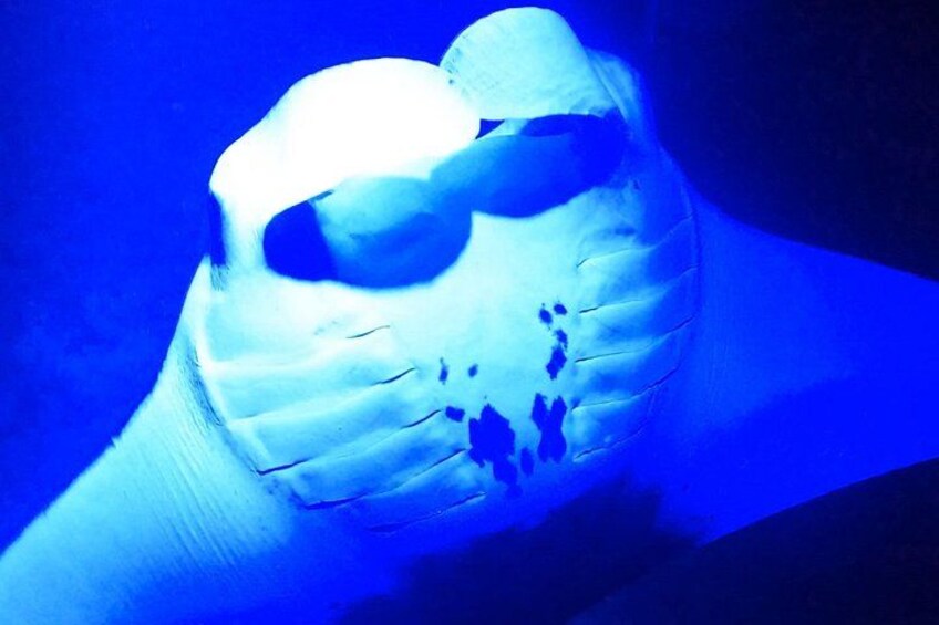 Big Island: Manta Ray Night Snorkeling Adventure in Kailua-Kona 3