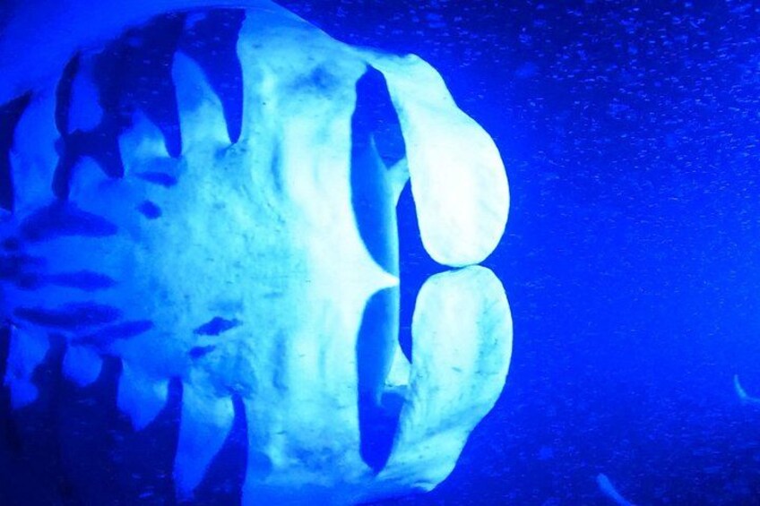 Big Island: Manta Ray Night Snorkeling Adventure in Kailua-Kona 3