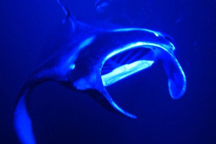 Big Island: Manta Ray Night Snorkeling Adventure in Kailua-Kona 4