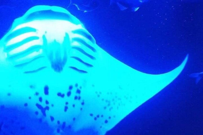 Big Island: Manta Ray Night Snorkeling Adventure in Kailua-Kona 2