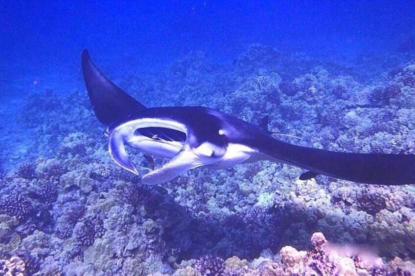 Big Island: Manta Ray Night Snorkeling Adventure in Kailua-Kona 3