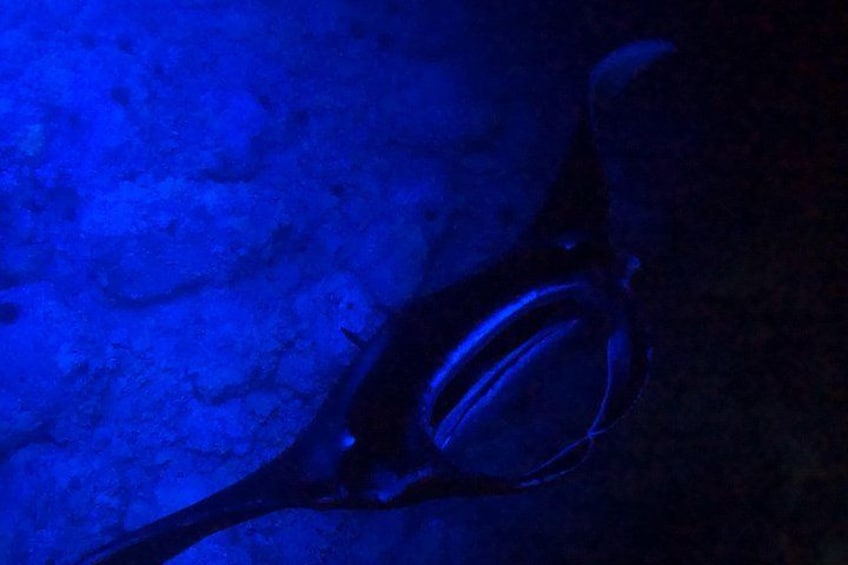 Big Island: Manta Ray Night Snorkeling Adventure in Kailua-Kona 2
