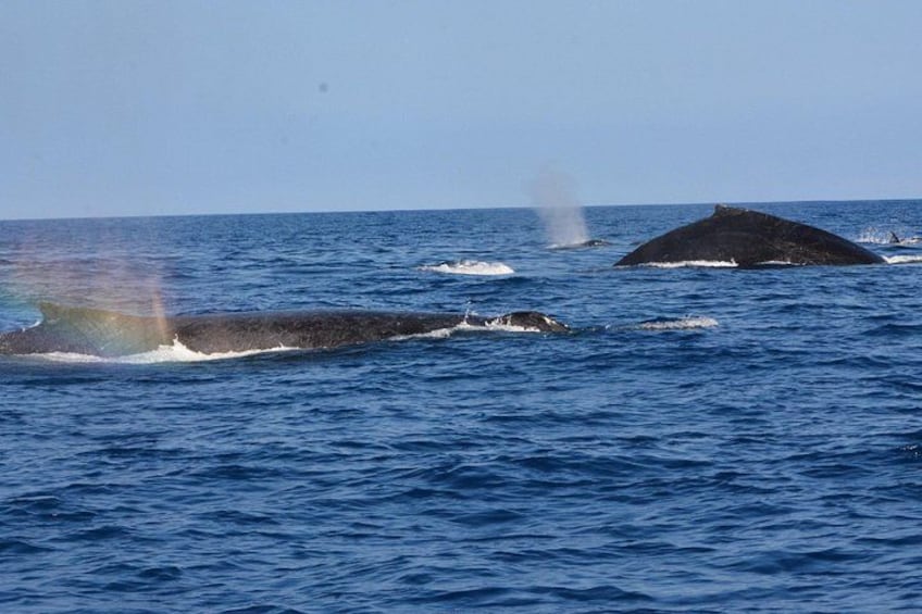 Une baleine qui saute hors de l’eau. 2