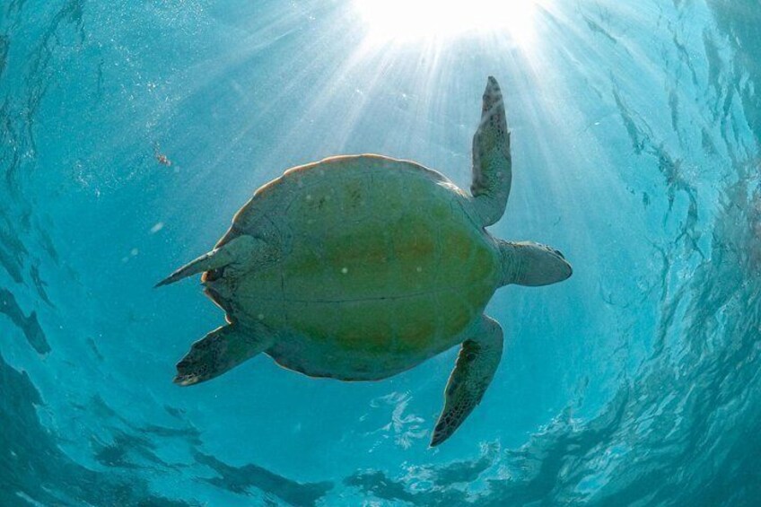 Private Tour to Tulum Ruins, Swim with turtles and Cenote Cave 4