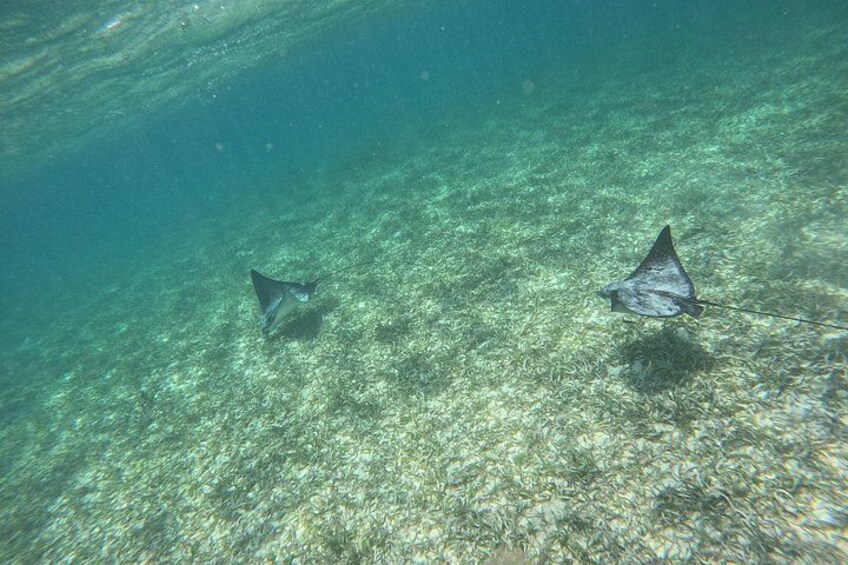 Dos rayas nadando en agua cristalina. 5