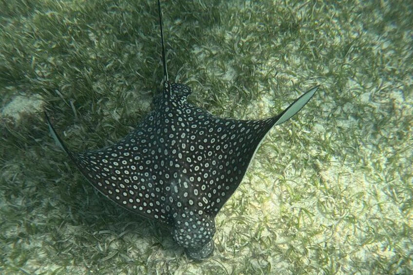 Una raya con un patrón moteado sobre un lecho marino arenoso. 3